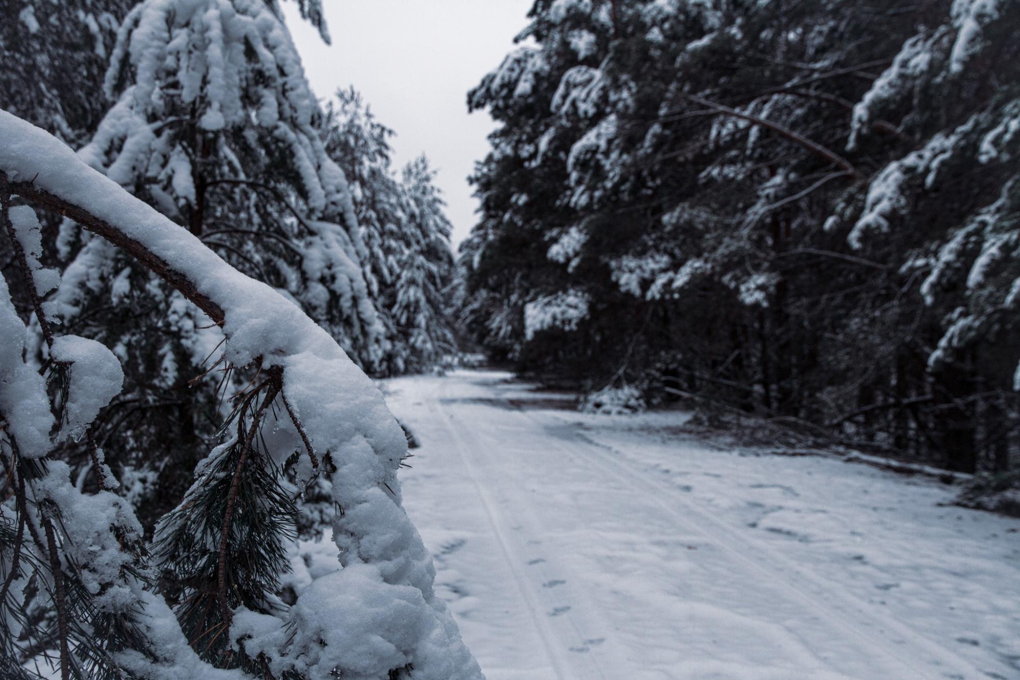 В Чернобыльский заповедник пришла настоящая зима: удивительные фото